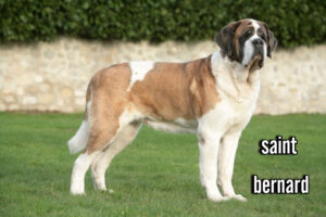 saint bernard