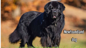 newfoundland dog