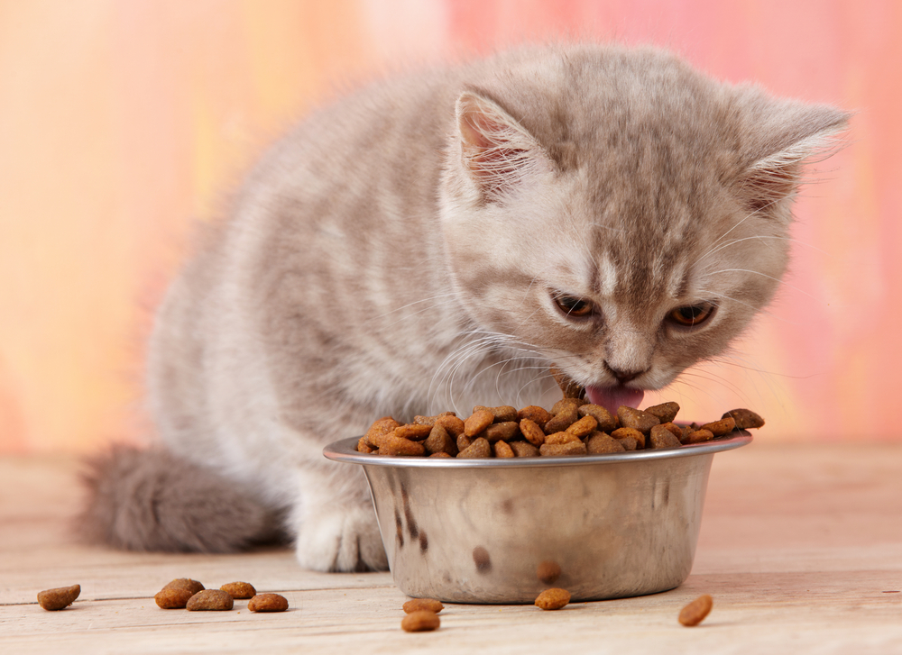 Which Cat food is best